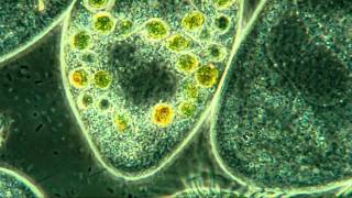 Paramecium Internal Detail 800X Amazing Microscopic HD Video [upl. by Solim]