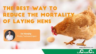 THE BEST WAY TO REDUCE THE MORTALITY OF LAYING HENS [upl. by Adria]