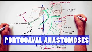 Portocaval Anastomoses  ANATOMY Tutorial [upl. by Avilys]