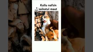 Kullu nafsin zaikatul maut quran Abdul Rahman Mossad quran youtubeshorts viralvideo [upl. by Odnarb]