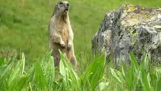 MARMOTTE PHYSIQUE  marmotte qui parle [upl. by Adnalro]