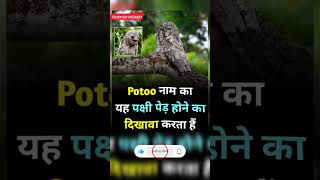 Amazing facts about potoo bird factsinhindi gk shortvideo [upl. by Celestina]