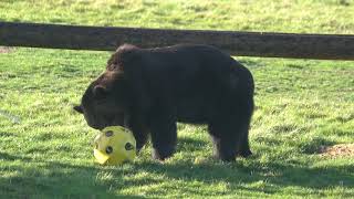 ussuri brown bear at the yorkshire wildlife park [upl. by Naehgem]