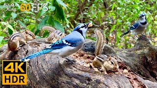 Cat TV for Cats to Watch 😺 Birds vs Chipmunks A Day in the Wild 🐿 8 Hours 4K HDR 60FPS [upl. by Ahsam411]