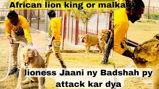 African Lions ko Shower Karaya King Or Malka Aggressive  jaani ny Badshah py attack kar Dya [upl. by Peatroy]