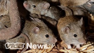 Millions of Mice Are Terrorizing Australia [upl. by Euqinahc]