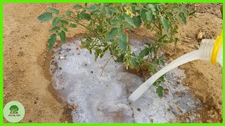 Boost Your Soil Health with This Simple Fertilizer Recipe [upl. by Eimmij]