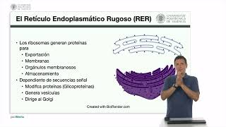 Orgánulos membranosos El retículo endoplasmático  1360  UPV [upl. by Vitale]