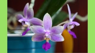 Orchid  Phal Mini Tris bellina x equestris  Care amp Tips for Beginners [upl. by Derril]