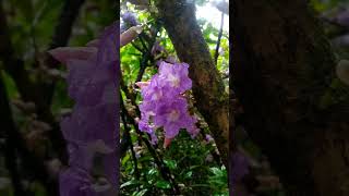 Strobilanthes callosa  Witness rare 7year blossom in full glory [upl. by Fredenburg]