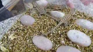 Baby Bearded Dragons Hatching [upl. by Yelrebma]