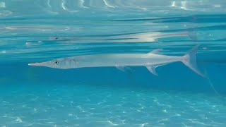 Snorkling at Sensitori Coral Sea part 1 egypt sensatori sharmelsheikh gopro sharmelsheikh [upl. by Dlanger33]