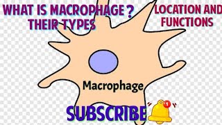 What is Macrophages types And their Location functions in hindi  Microbiology macrophage👍 [upl. by Alcott]