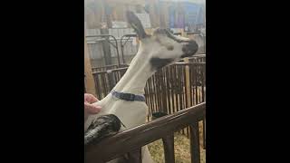 Allegan county fair 2024 fair life animals cute cutebaby farming farmer [upl. by Atinet172]