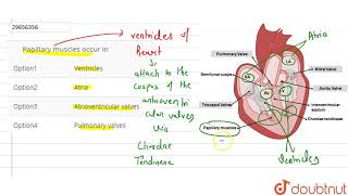 Papillary muscles occur in [upl. by Nad]