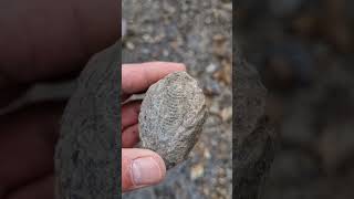 Ammonite Fossil freshly fallen from the cliffs ⛰️ fossilhunting fossils shorts coast rock [upl. by Tshombe674]