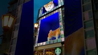 Shiba Inu Steals the Show in Dotonbori Osaka 🐕🎥 [upl. by Lohcin]