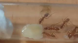 Gamer  Ants My Camponotus CA02 Ant Colony [upl. by Cathie610]