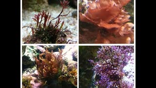 Macro Algae  Macro Algae in Saltwater Aquarium  Macroalgae Reef [upl. by Telocin15]