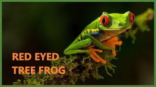 Red eyed tree frog sound  Agalychnis callidryas [upl. by Gavra153]