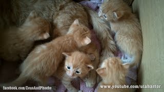 Cute Ginger Kittens Playing with their Momma [upl. by Helse]