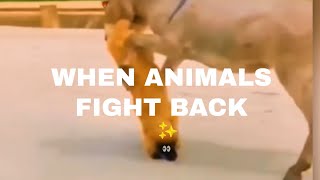 WHEN ANIMALS FIGHT BACK [upl. by Fiora785]