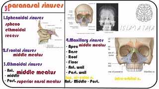 3 Paranasal sinuses  maxillary sinus anatomy [upl. by Ahtinak]