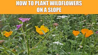 How to Plant Wildflowers on a Slope [upl. by Annig720]