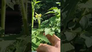 HOW TO HAND POLLINATE TOMATOES [upl. by Ziza]