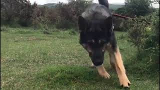 Mantrailing German shepherds [upl. by Odey]