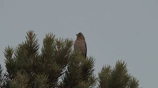 Cassins Finch disjunct song Monitor Range Nye County Nevada  June 2021 [upl. by Cesaro]