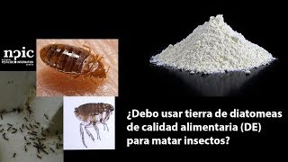 ¿Debo usar tierra de diatomeas de calidad alimentaria DE para matar insectos [upl. by Yrovi]