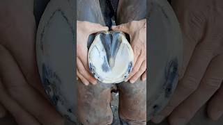 Hoof triming amp cleaning satisfying asmr horse animalshorts petlover education foryou viral [upl. by Bluma]