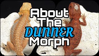 Bearded Dragon Genetics  The DUNNER Morph [upl. by Adiasteb]