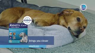 How To Use ADAPTIL Calm Home Diffuser The Pheromone Diffuser to Calm Your Anxious Dog [upl. by Lehteb]