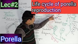 life cycle  reproduction in porella [upl. by Albers]