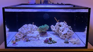 Reef Tank Build Series EP8  Corals Snails and Shrimp [upl. by Isador658]