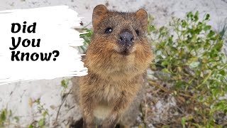 Quokkas facts  The Happiest Animals on the Internet  facts about the quokka for kids [upl. by Amadeus]