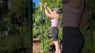 EASY TOMATO TRELLIS Perfect for the Spring Garden springgarden gardening homesteadgarden garden [upl. by Naujaj]