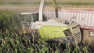 Claas Jaguar 990 and 980 chopping corn [upl. by Derej815]