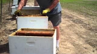 How to split a Beehive Easiest method by Tim Durham [upl. by Kannry604]