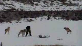 Coyotes Defend Their Den From a Wolf [upl. by Nednal863]