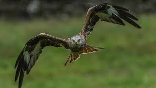 Second week July red kites of Dumfries and Galloway [upl. by Michelina820]