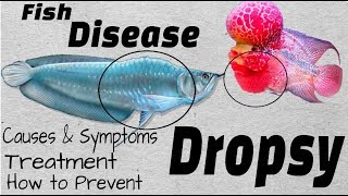 Aquarium Fish Disaster  What is Dropsy Disease and How To Cure Them [upl. by Lovell]