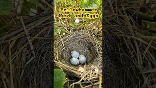 Beautiful Yellowhammer Nest with 3 Eggs in the UK 2024  birdnesting birds birdnest britishbirds [upl. by Liahkim]