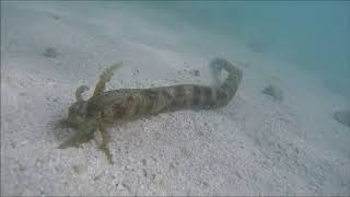 Synapta maculata the snake sea cucumber [upl. by Ginsberg]