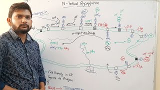 NLinked GlycosylationCSIR NET [upl. by Agatha]