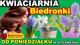 BIEDRONKA  Oferta Promocyjna od Poniedziałku 08012024  Kwiaty i rośliny doniczkowe [upl. by Beau774]