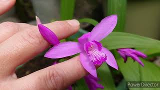 Bletilla striata [upl. by Fleischer]