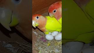 Birds nutrients Food dite 🦜shortsfeed birds parakeet lovebirds parrot [upl. by Jennine]